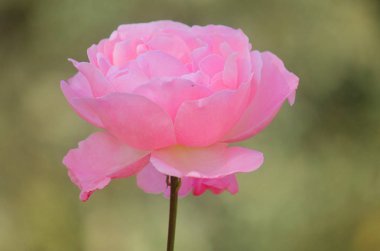 yeşil arka planda pembe gül çiçeği