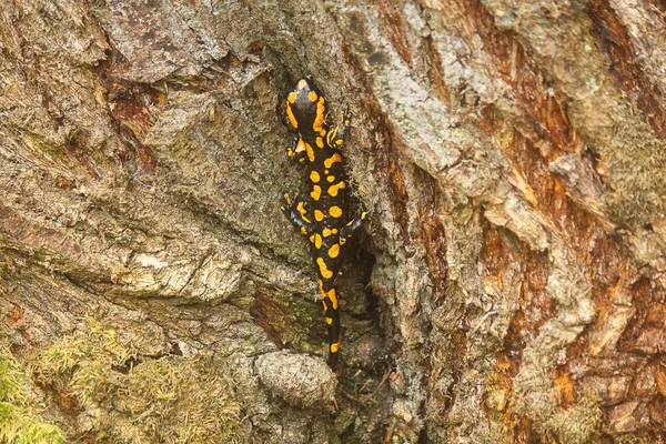 Salamander op de stam van de boom — Stockfoto