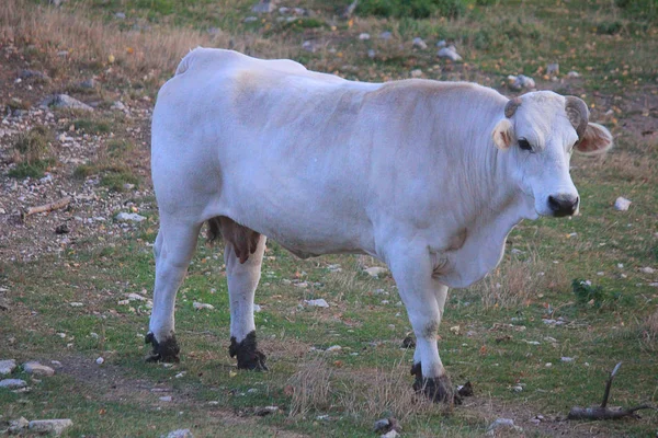 Vaca branca no campo da fazenda — Fotografia de Stock