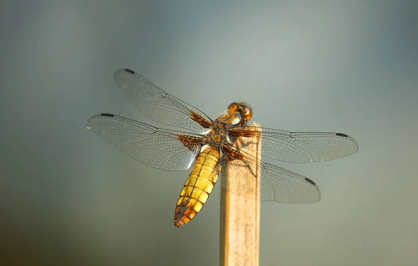 Dragonfly Wood — стоковое фото