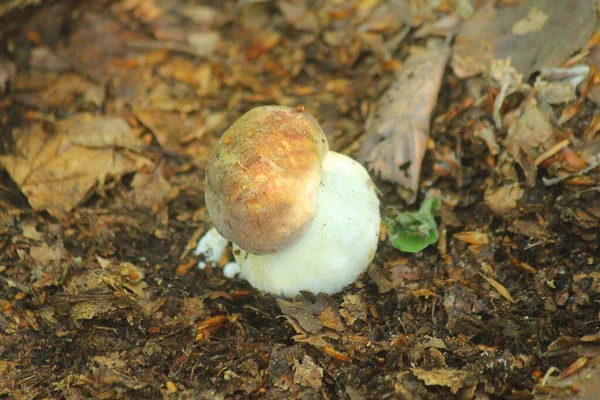 Een Paddenstoel Porcino Het Bos Het Voorjaar — Stockfoto