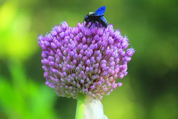 Плотник Пчела Цветок — стоковое фото