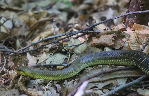 Egy Kígyó Növényzetben Erdőben — Stock Fotó