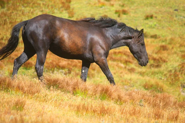 Cavallo Montagna Nei Prati — Foto Stock