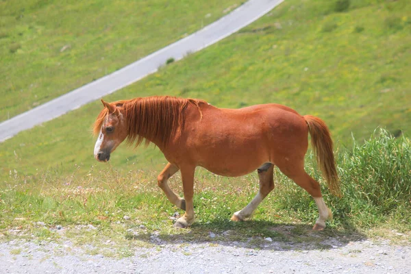 Cavallo Montagna — Foto Stock