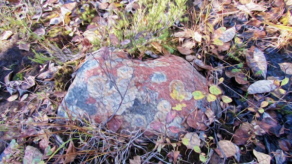 Natural Beauty Colored Stone Fall Forest Spotted Rock Lying Lichen — Stock Photo, Image