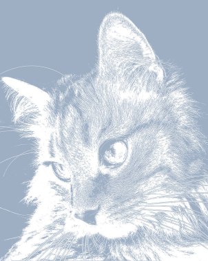 Şirin kedi yan profil kedi yüzüne portresi isteyen rahat.