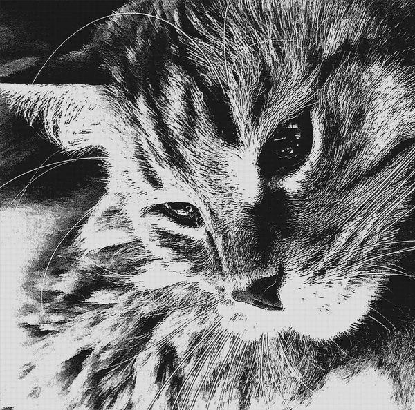 Lindo gato relajado mirando hacia un lado, retrato de una cara de gato de perfil . — Foto de Stock
