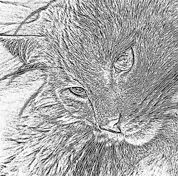 Ortrait katt ansikte i profil, grafisk illustration i svart och vitt. — Stockfoto