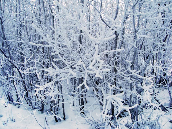 Beautiful snow-covered tree branches in cloudy frosty weather. — Stock Photo, Image