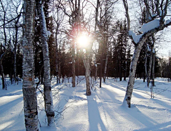 The sun shines through the trees, casting beautiful shadows. — Stock Photo, Image