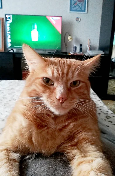 Red serious cat lying on the bed. — Stock Photo, Image