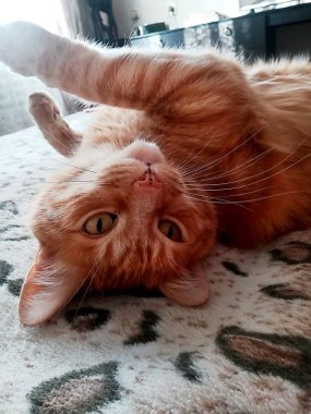 Kırmızı kedi tembel, yatakta yatıyordu uzanır.