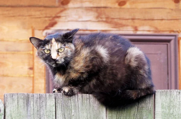 Gatto senzatetto sulla recinzione di legno con rabbia guardando nella lente della fotocamera . — Foto Stock