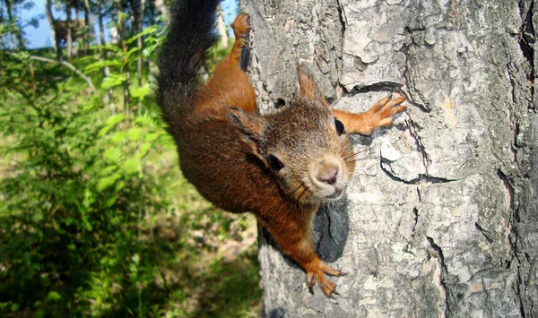 Red European Squirrel Sitting Tree Trunk Forest Curious Small Animal — Stock Photo, Image