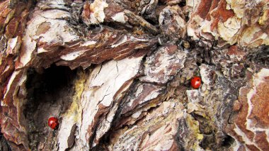 Ladybugs sert kabuk yüzeyi tarih ağaç gövdesi ile doğal arka plan.
