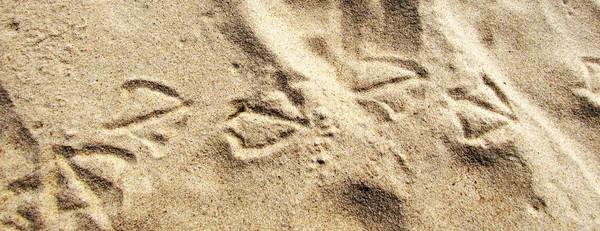 砂の上のカモメの痕跡と自然な背景は 砂浜のビーチでのカモメの足のプリント — ストック写真