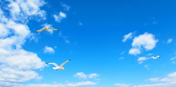 Gaviotas Flotando Cielo Azul Con Nubes Gaviotas Volando Cielo Fondo — Foto de Stock