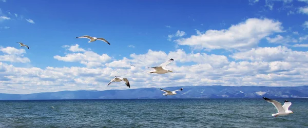 Gaivotas Pairando Céu Azul Com Nuvens Gaivotas Voando Céu — Fotografia de Stock