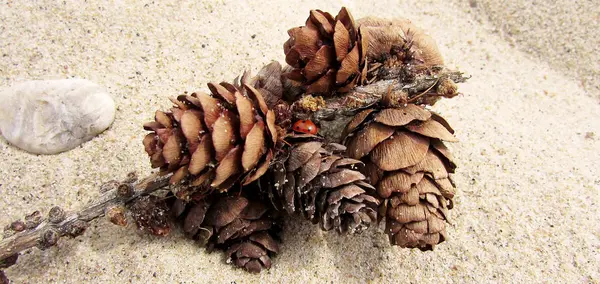 Natural Background Ladybug Bumps Lying Sand Ladybug Pine Cone — Stock Photo, Image