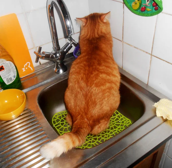 Kırmızı kedi hijyen Kurallar tatili. Belgili tanımlık yavru kedi zararlıdır ve lavaboya işiyor. Zencefil kedi suç için intikam alır. Genç bir evde beslenen hayvan içinde lavabo oturma.