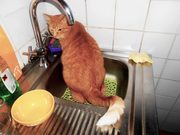 Kırmızı kedi hijyen Kurallar tatili. Belgili tanımlık yavru kedi zararlıdır ve lavaboya işiyor. Zencefil kedi suç için intikam alır. Genç bir evde beslenen hayvan içinde lavabo oturma.