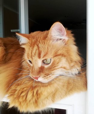 Komik kızıl kedi uygun bir şekilde pencerede yatıyor. Pencere yaprağında dinlenen kırmızı kedi portresi, yakın plan..