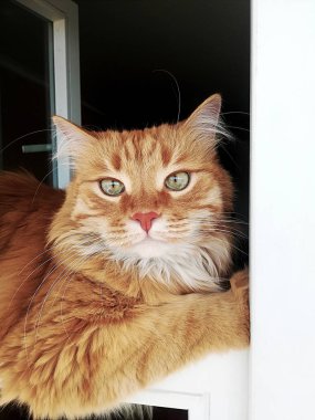 Zencefil kedi içinde belgili tanımlık pencere uygun yalan söylüyor. Kırmızı kedi dinlenme pencere yaprağına portresi. Komik hayvan kamera lensi, seyir yakın çekim.