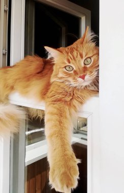 Zencefil kedi içinde belgili tanımlık pencere uygun yalan söylüyor. Kırmızı kedi dinlenme pencere yaprağına portresi. Komik hayvan kamera lensi, seyir yakın çekim.