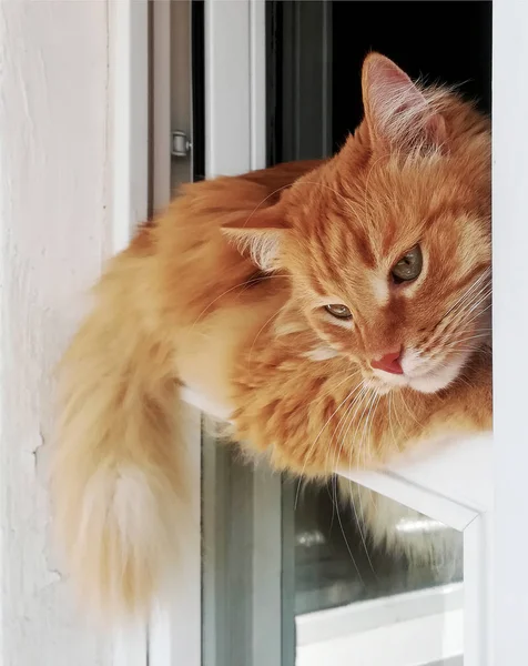 有趣的生姜猫很方便地躺在窗户上 小红猫的肖像躺在窗叶上 — 图库照片