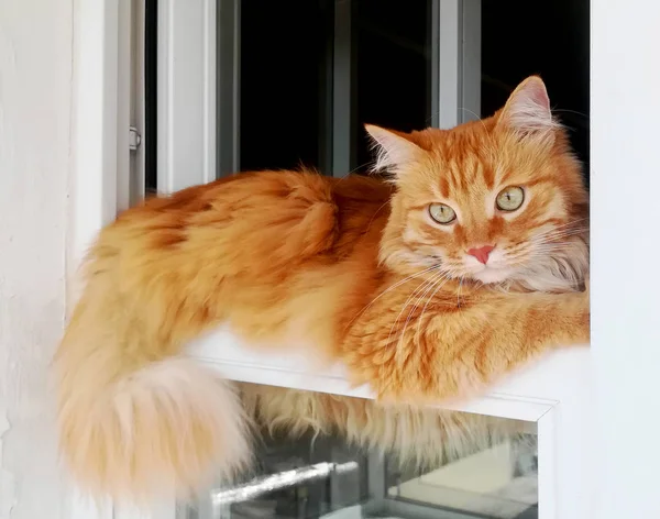 Gato Gengibre Engraçado Está Convenientemente Deitado Janela Retrato Gatinho Vermelho — Fotografia de Stock