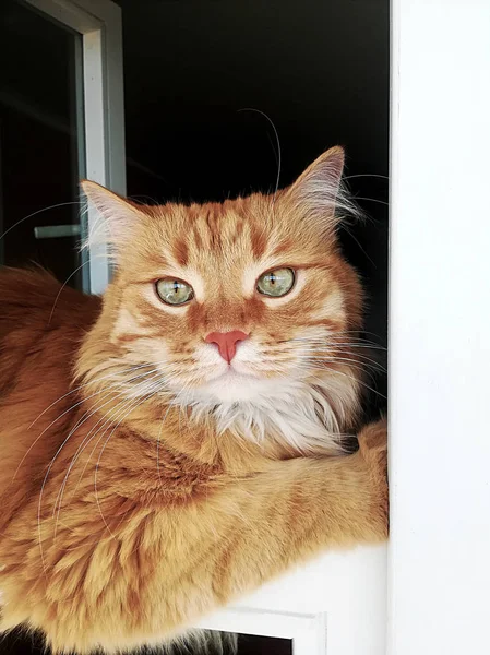 Ginger Cat Está Convenientemente Acostado Ventana Retrato Gatito Rojo Descansando —  Fotos de Stock