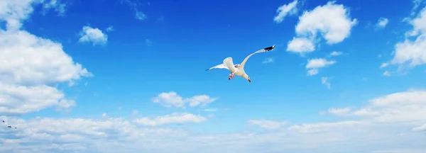 Gaviotas volando en el cielo azul con nubes . — Foto de Stock