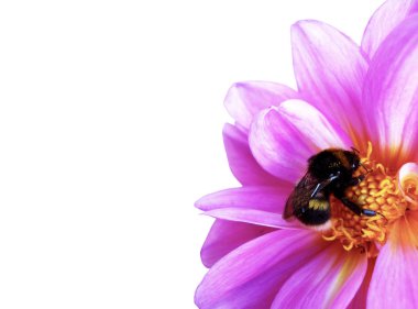 Bumblebee pembe tozlaşmayı çiçek, Bahçe, çiçek açan Dahlia beyaz arka plan üzerinde izole.