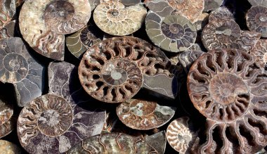 Ammonit fosil taşlaşmış kabukları, yarısı öldü-out Ammonoidea, arka plan cilalı.