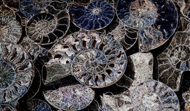 Bright abstract background of fossil Ammonites, decorative wallpaper of petrified shells, print from fluorescent spirals of seashells on dark backdrop. clipart