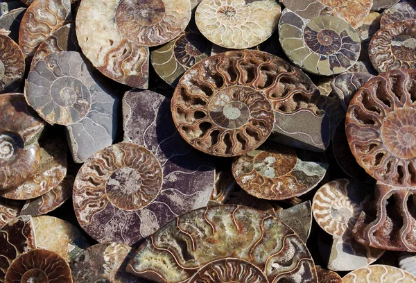 Meghalt-ki ammoniteszek, háttérben a fényes fele megkövesedett héja, fosszilis ammoniteszek. — Stock Fotó