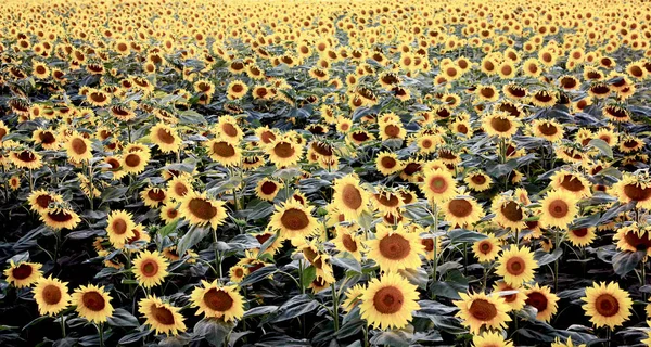 Pole slunečnic, pozadí žlutých kvetoucích květů. — Stock fotografie