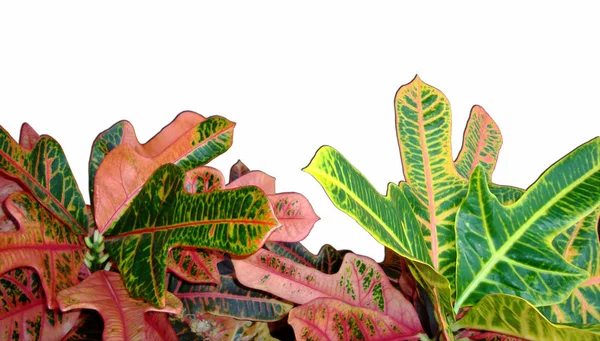 Liście Codiaeum variegatum, Croton z różnorodnymi kolorowymi listwami wyizolowanymi na białym tle. — Zdjęcie stockowe