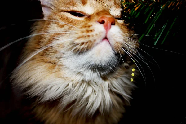 Gato jengibre entre ramas árbol de navidad artificial. El gatito rojo esponjoso entre las decoraciones navideñas crea el humor de la Navidad, un Nuevo año . —  Fotos de Stock