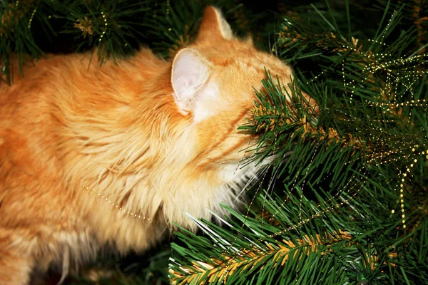 Ginger cat among branches artificial christmas tree. Fluffy red kitty among holiday decorations, tinsel creates mood of Christmas, New year.