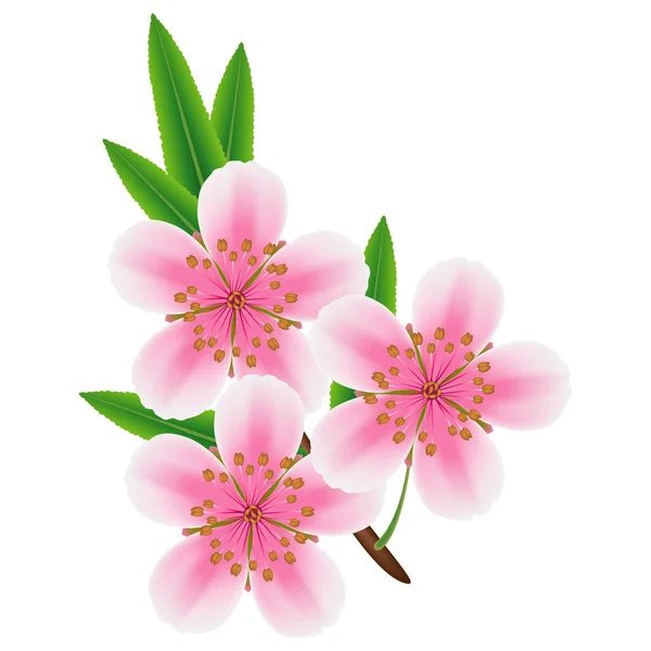 Egyik Ága Mandula Virágok Levelek Fehér Alapon — Stock Vector