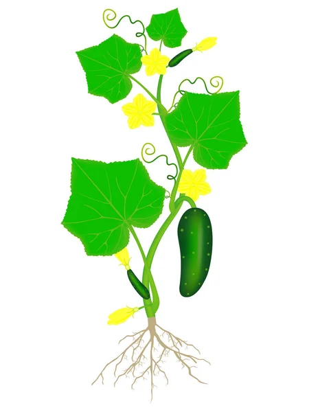 白色背景下根系分离的黄瓜植株 — 图库矢量图片