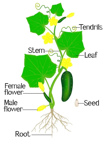 Části Rostliny Okurky Izolovaných Bílém Pozadí — Stockový vektor