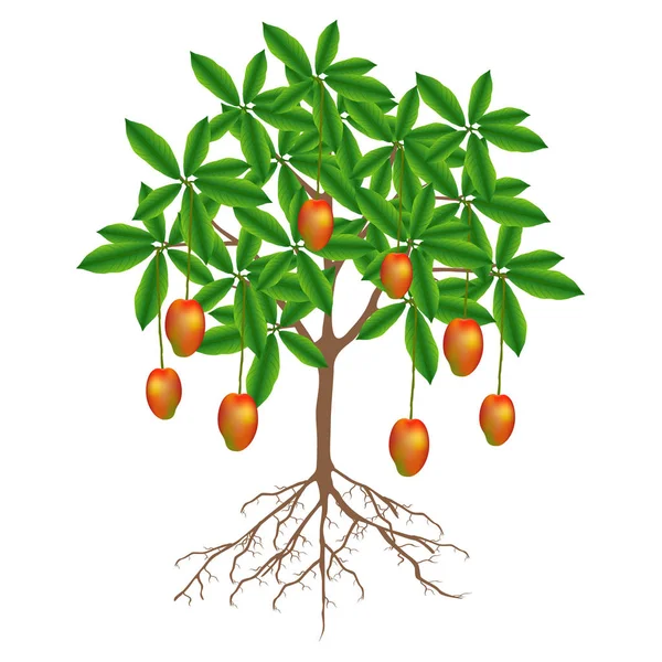 Ένα Δέντρο Μάνγκο Φρούτα Λευκό Φόντο — Διανυσματικό Αρχείο