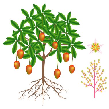 Mango bitki beyaz arka plan üzerinde izole parçası.