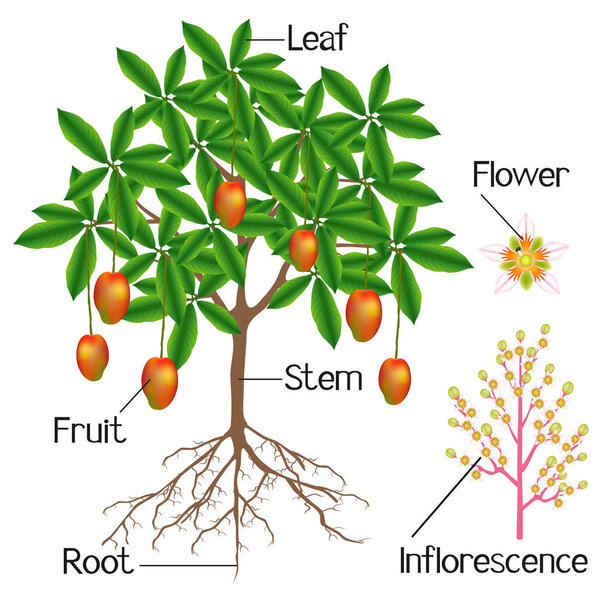 Структура манго растение показано на белом фоне
.