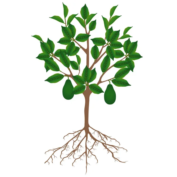 Beyaz Arka Plan Üzerinde Izole Meyve Ile Avokado Ağacı — Stok Vektör