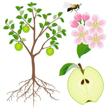 Beyaz zemin üzerinde bir elma ağacı bitki parçası.