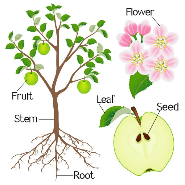 Estructura Vegetal Del Manzano Aislado Sobre Fondo Blanco — Vector de stock